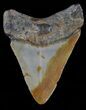 Juvenile Megalodon Tooth - North Carolina #59173-1